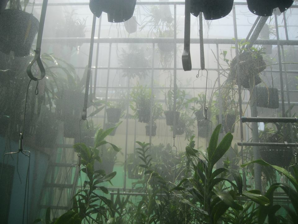 Tưới phun sương và tạo độ ẩm cho cây lan